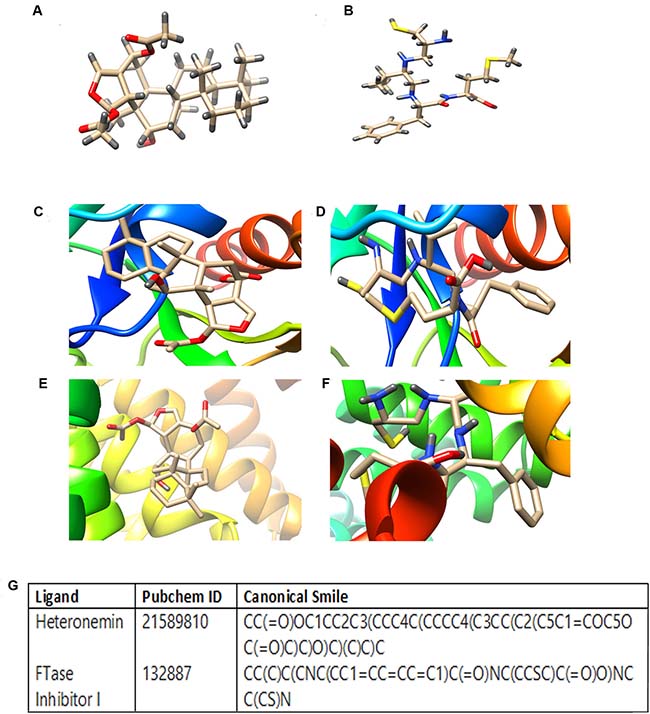 Molecular docking studies showing the binding of heteronemin and FTaseinhibitor1 (L-744,832) in the active site of farnesyl transferase enzyme.