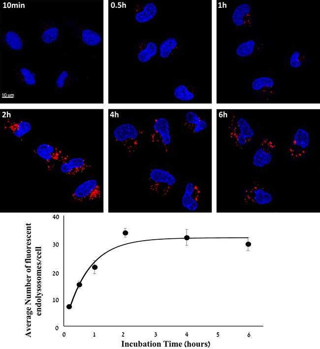 Kinetic study of cellular internalization of S15-APT QDs into A549 cells.