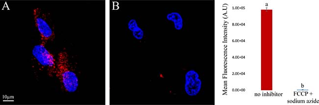 Impact of metabolic energy deprivation on S15-APT internalization in A549 cells.