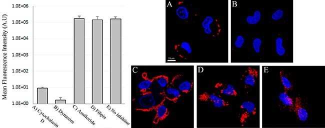 Disruption of clathrin-mediated endocytosis of S15-APTs with different inhibitors.