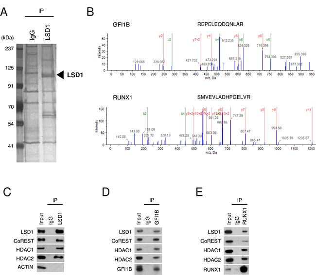 Interaction of LSD1 with GFI1B and RUNX1 in HEL cells.