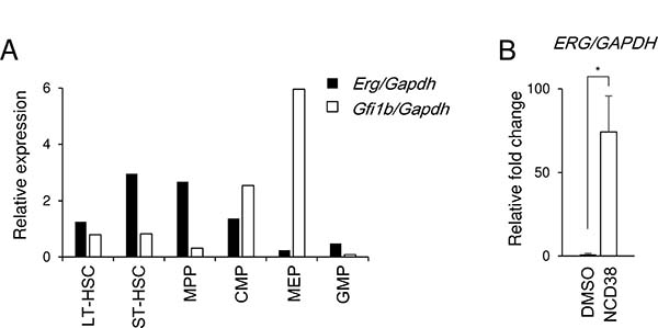 Inverse correlation between Erg and Gfi1b in MEP cells and de-repression of ERG by NCD38 in HEL cells.