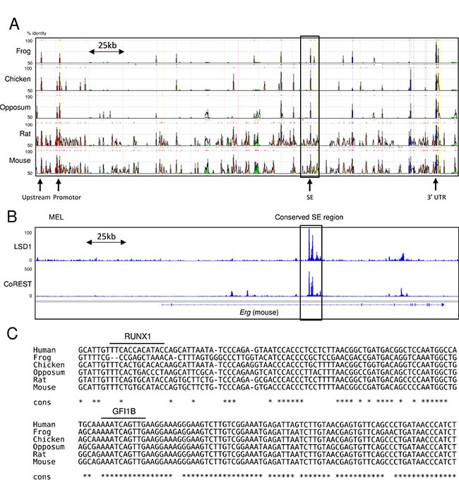 Occupation of LSD1 and conservation of the GFI1B binding motif in the ERG-SE.