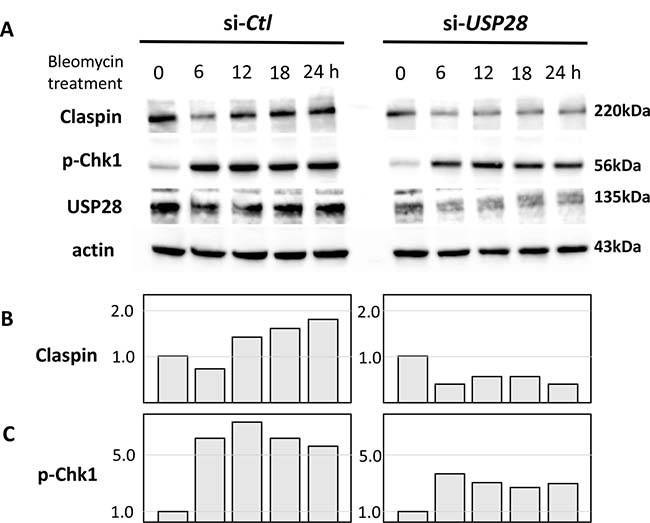 Effect of USP28 on the Claspin and p-Chk1 proteins expression after bleomycin.