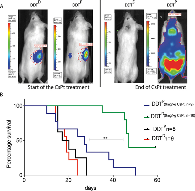 A PcnaK164R mutation renders lymphomas highly sensitive to CsPt treatment.