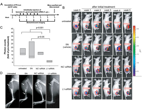 Therapeutic effects of L1 cell adhesion molecule (L1CAM)-siRNA in an experimental model of prostate cancer bone metastasis.
