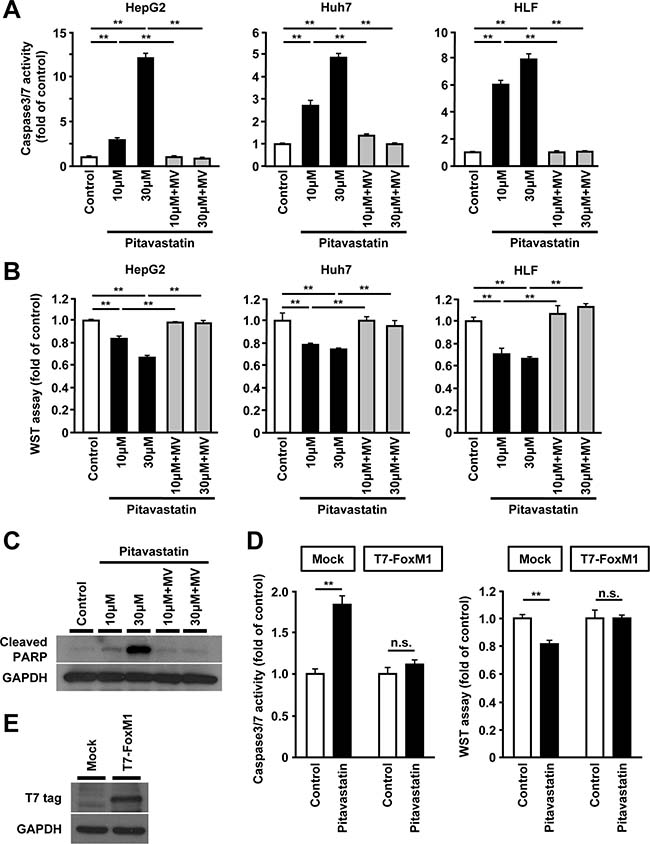 Reduced expression of FoxM1 by HMGCR-inhibition is associated with increased cell death in human hepatoma cells.