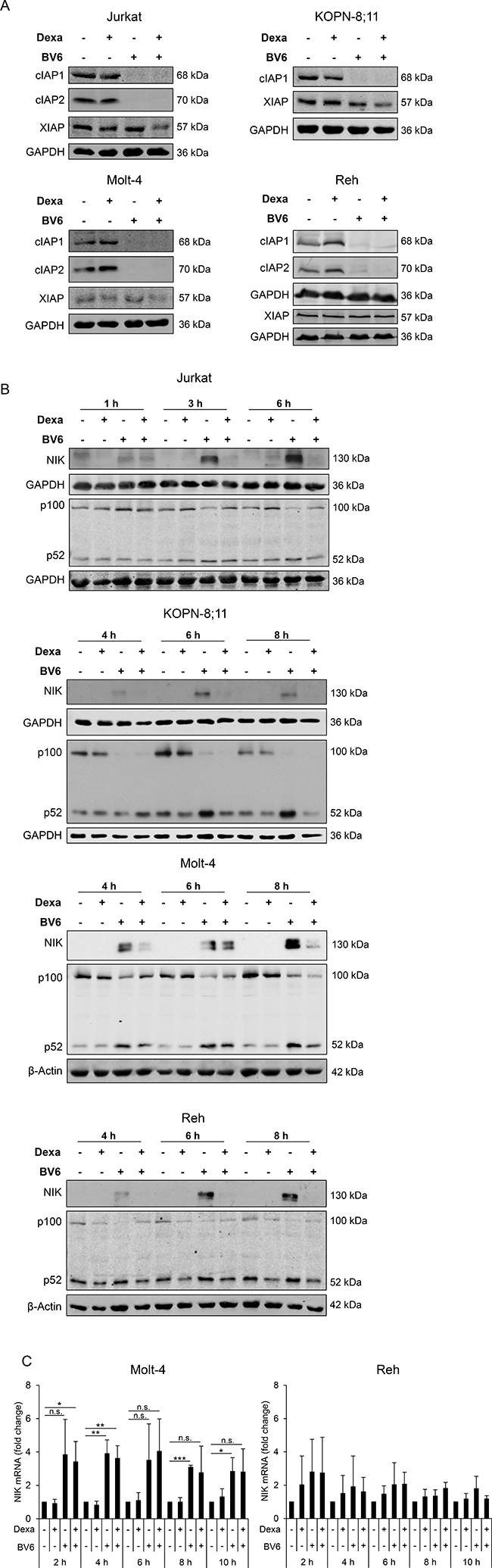 Dexa impedes BV6-stimulated NF-&#x03BA;B activation.