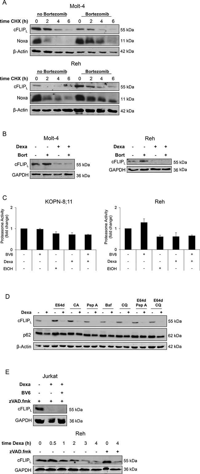 Dexa-stimulated downregulation of cFLIPL protein occurs largely independent of the proteasome, lysosomal enzymes and caspases.