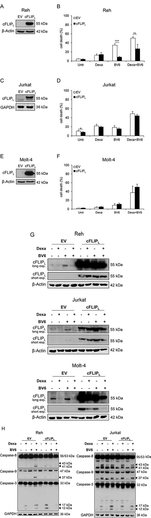 High cFLIPL levels impair Dexa/BV6-mediated cell death.