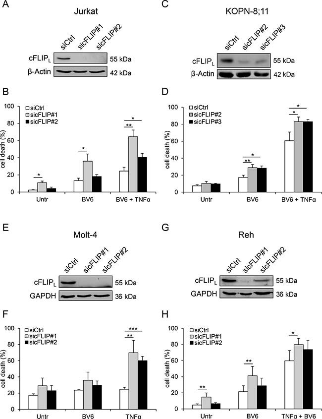 Knockdown of cFLIP increases BV6-mediated cell death.