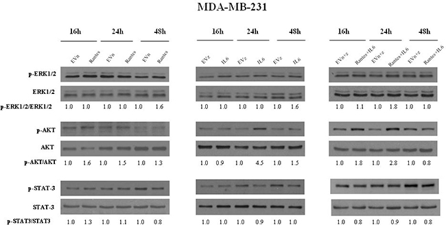 Analysis of the activation of ERK1/2, AKT and STAT3 in MDA-MB-231 stable clones.