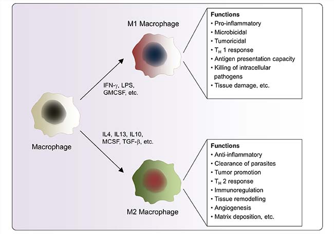 Macrophage polarization and specific functions of M1 and M2 macrophages.