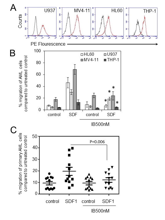 Ibrutinib inhibits AML cell migration in response to SDF-1 (A).