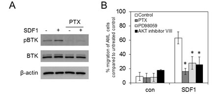 Pharmacological inhibition of G-proteins, AKT and ERK block SDF1 induced migration in AML.