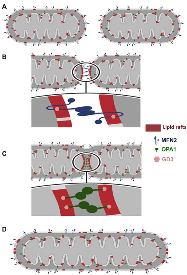 Cartoon schematizing mitochondria fusion process.