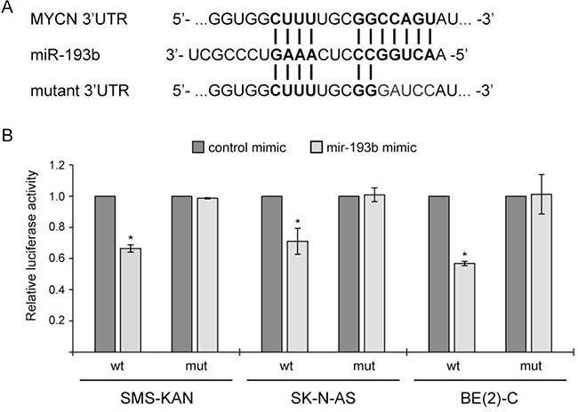 MYCN is a direct miR-193b target in neuroblastoma.