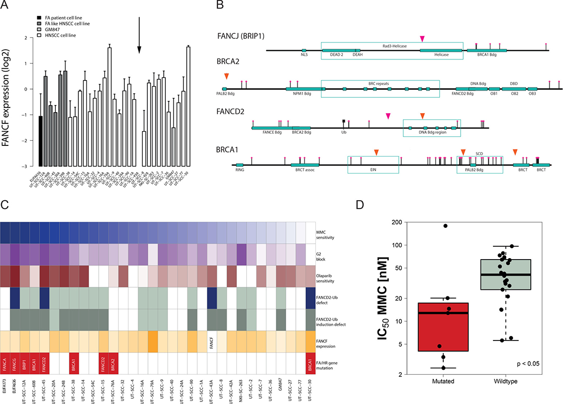 Identification of genetic FA and HR pathway alterations and their association with a functional repair defect.