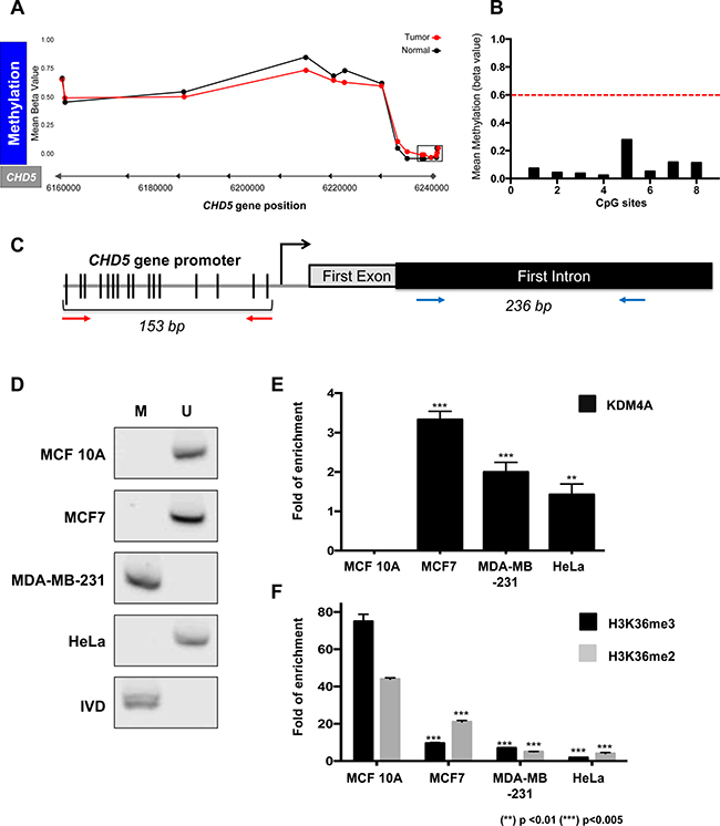 CHD5 repression is associated to histone demethylation by KDM4A at the first intron and not to promoter DNA methylation.