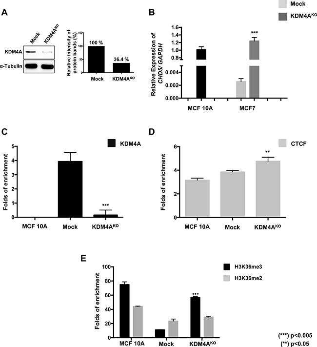 The KDM4A knockout promotes the reestablishment of the H3K36me3 histone mark at the first intron and the reactivation of the expression of CHD5 gene.