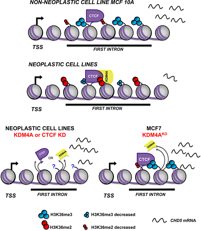 Schematic model of CHD5 transcriptional repression mediated by CTCF-KDM4A protein complex.