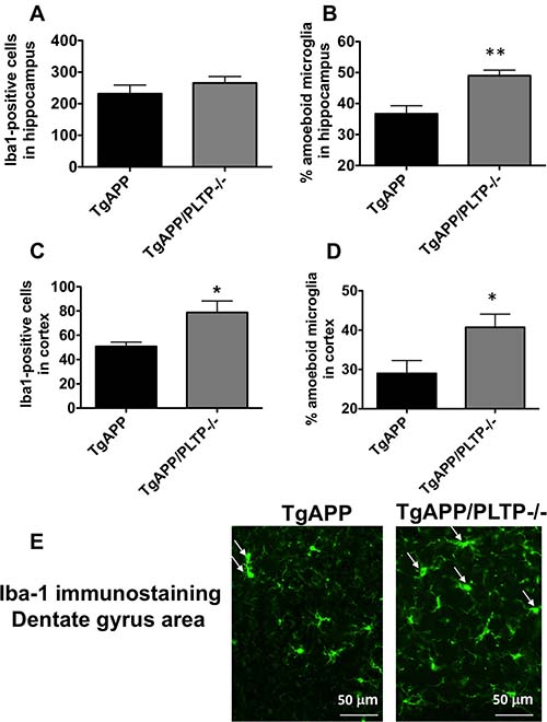 Quantification and characterization of microglial cells in the brain tissue of TgAPP and TgAPP/PLTP&#x2013;/&#x2013; mice.
