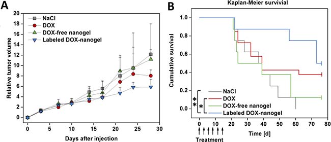 Anti-tumor activity of the DOX-nanogels was evaluated in a xenograft mouse model.