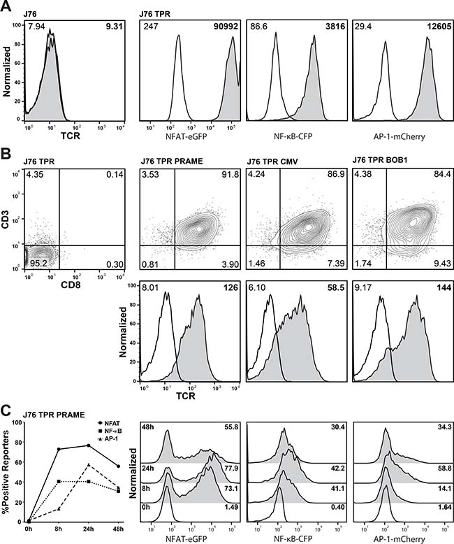 Generation of a TCR-transgenic triple parameter reporter T cell line.