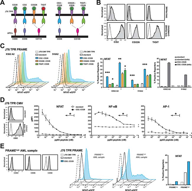 Chimeric CD28 receptors boost TPR sensitivity.