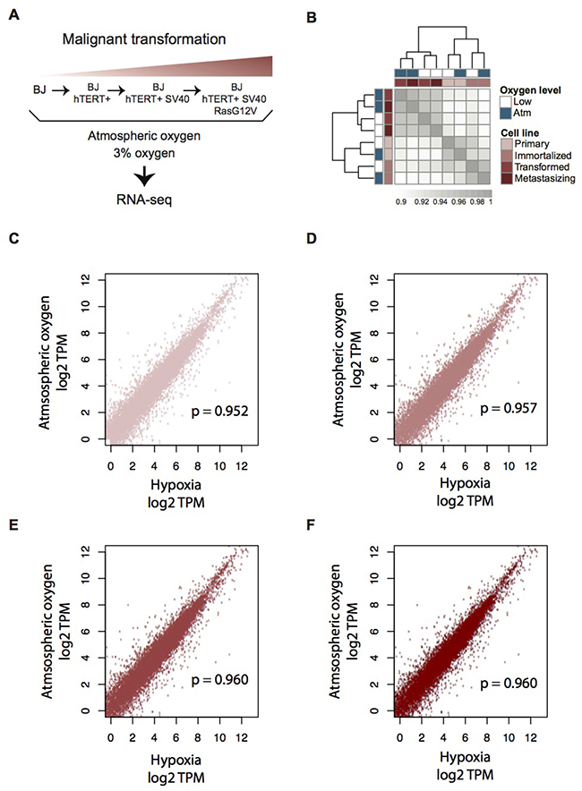 Transcriptome profiling of the four-step BJ cell model for malignant transformation, in atmospheric and moderate hypoxic conditions.