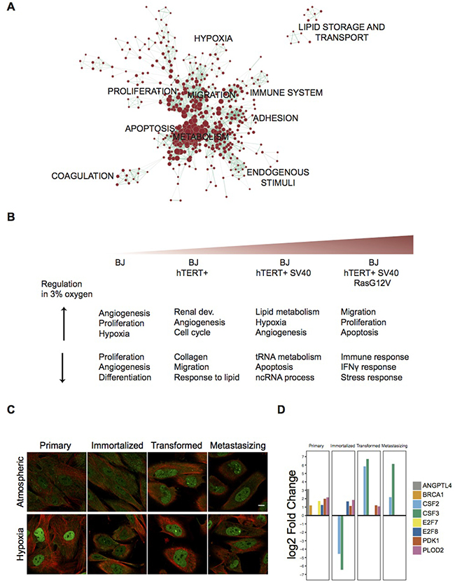 Functional Enrichment Analysis of differentially expressed gene sets and expression of HIF1a across the BJ model in both oxygen conditions.