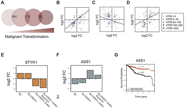 Comparison of hDEGs across the model reveals a shift in response to hypoxia after SV40-transformation.