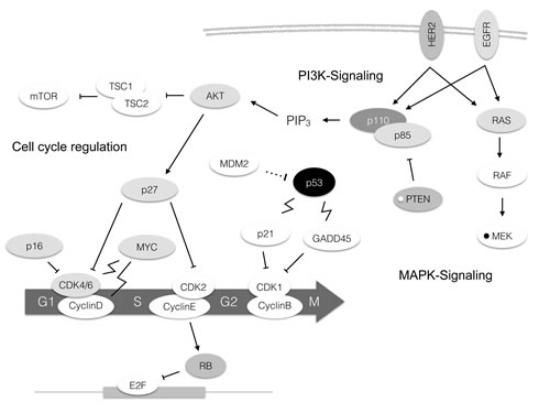 Molecular alterations in TNBC depicted in the pathway context.