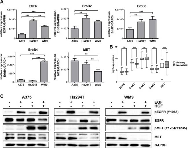 Expression level of ErbB family and MET, and activation level of selected receptors in melanoma cell lines.