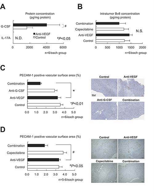 G-CSF, but neither IL-17 nor Bv8, was still essential to the intratumor recruitment of PMN-MDSCs and antitumor angiogenesis in the LLC tumor model.