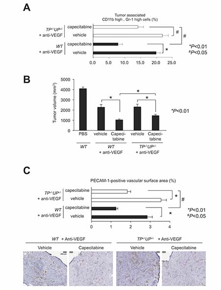 Impairment of capecitabine&#x2019;s effects in PyNPases TP&#x2212;/&#x2212;/UP&#x2212;/&#x2212; double deficient mice.