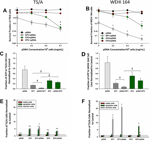 Cell survival, ATP level determination and cell death mechanism after electrotransfer in TS/A and WEHI 164 cell lines.