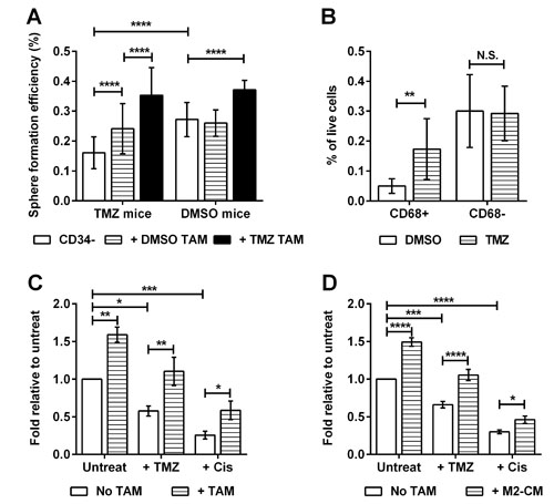Chemotherapy promotes the emergence of macrophage-responsive TICs.