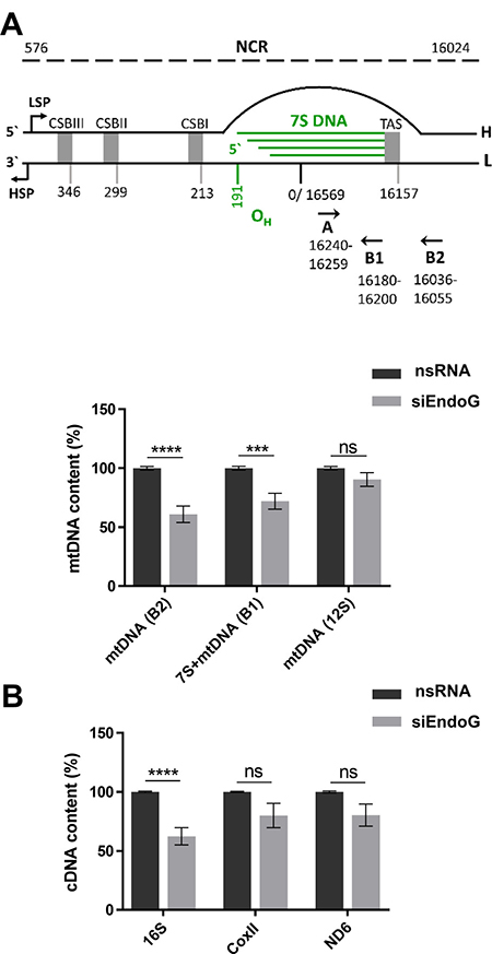 Examination of a potential role of EndoG in 7S DNA production and regulation of transcription.