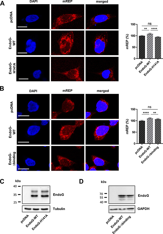 Impact of EndoG&#x2019;s nuclease and DNA binding activity for regulation of initiation of OH replication.