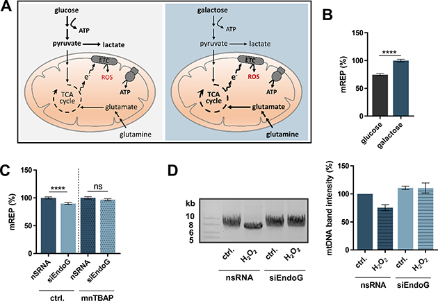 Impact of ROS-induced oxidative stress on EndoG&#x2019;s function in initiation of mtDNA OH replication and mtDNA degradation.