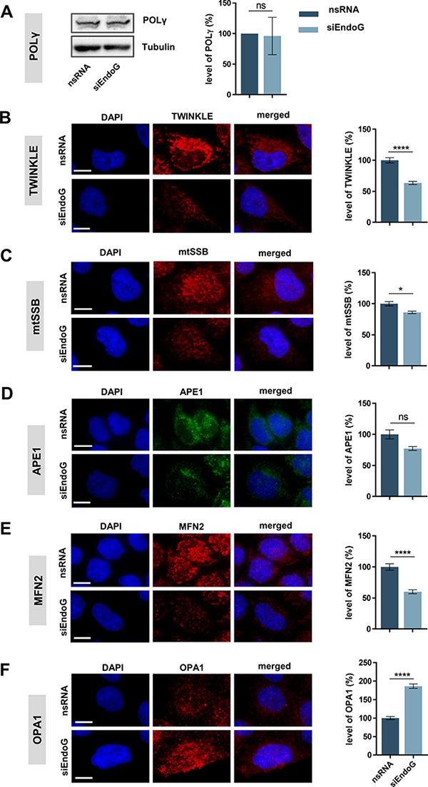 Impact of EndoG on expression of factors involved in mitochondrial genome replication, BER or fusion.