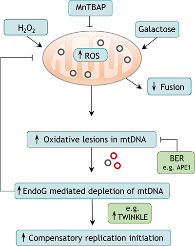 Proposed model of EndoG-mediated induction of mtDNA OH replication initiation.