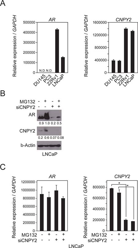 AR protein level is reduced by CNPY2 knockdown in PC cells.