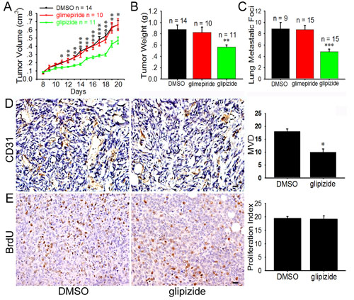 Glipizide inhibits angiogenesis, tumor growth and metastasis of breast cancer 4T1 cells.