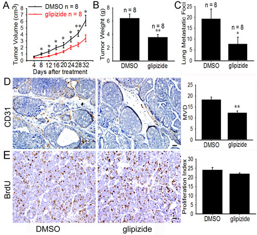 Glipizide suppresses angiogenesis, tumor growth and metastasis of spontaneous breast cancer.