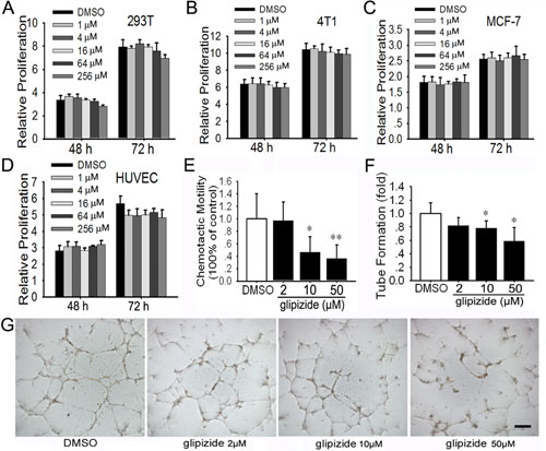 Glipizide shows no effects against cell proliferation, but inhibits endothelial cell migration and tube formation.