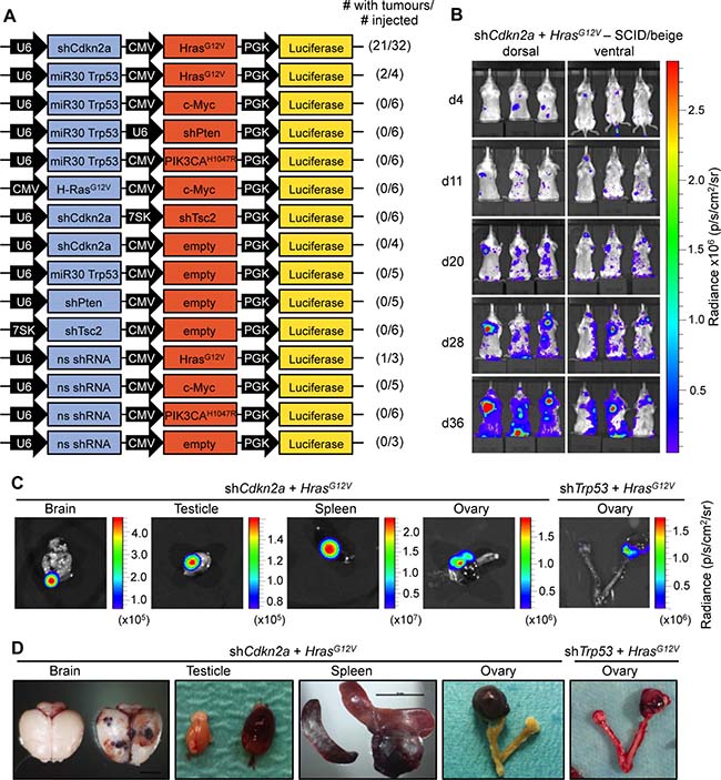 HrasG12V expression plus knockdown of Cdkn2a or Trp53 causes angiosarcomas in SCID/beige mice.