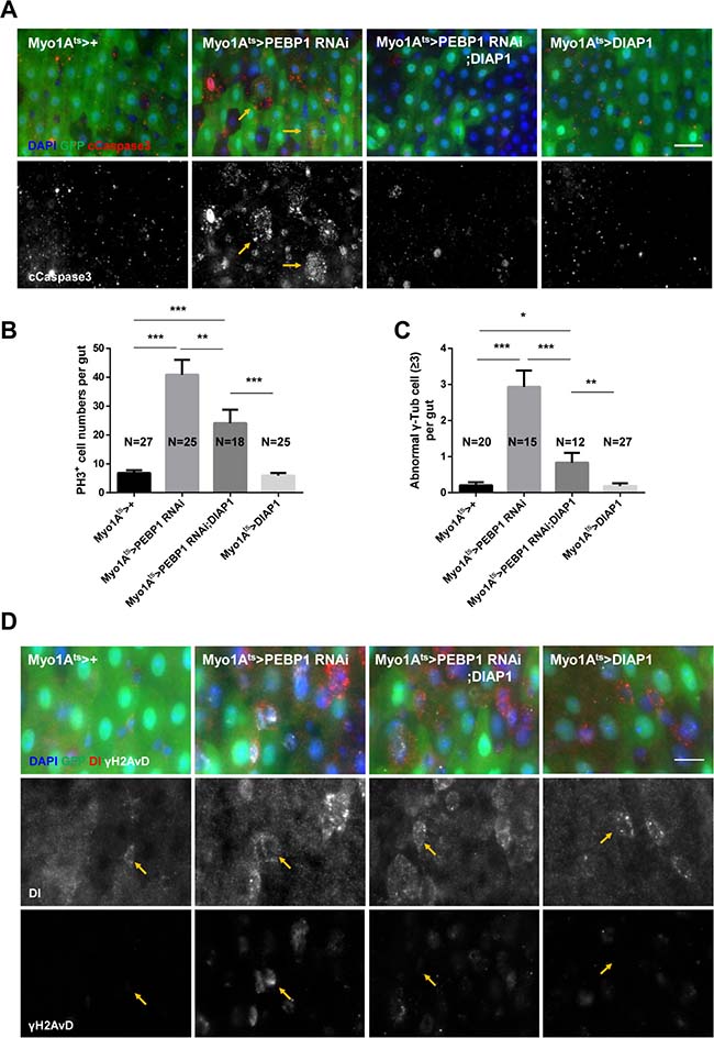 EC-specific knockdown of PEBP1 causes age-related phenotypes of ISCs via EC death.