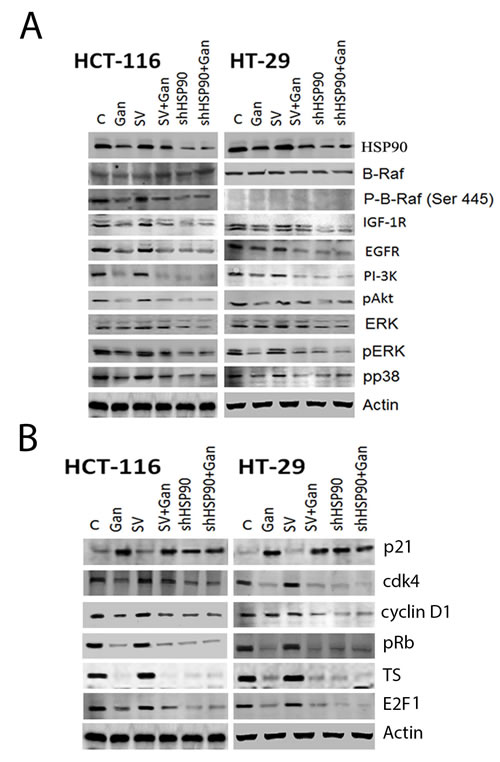 FIGURE 3: Effect of HSP90 knock-down on survival and cell cycle pathway regulatory molecules in human CRC cells.